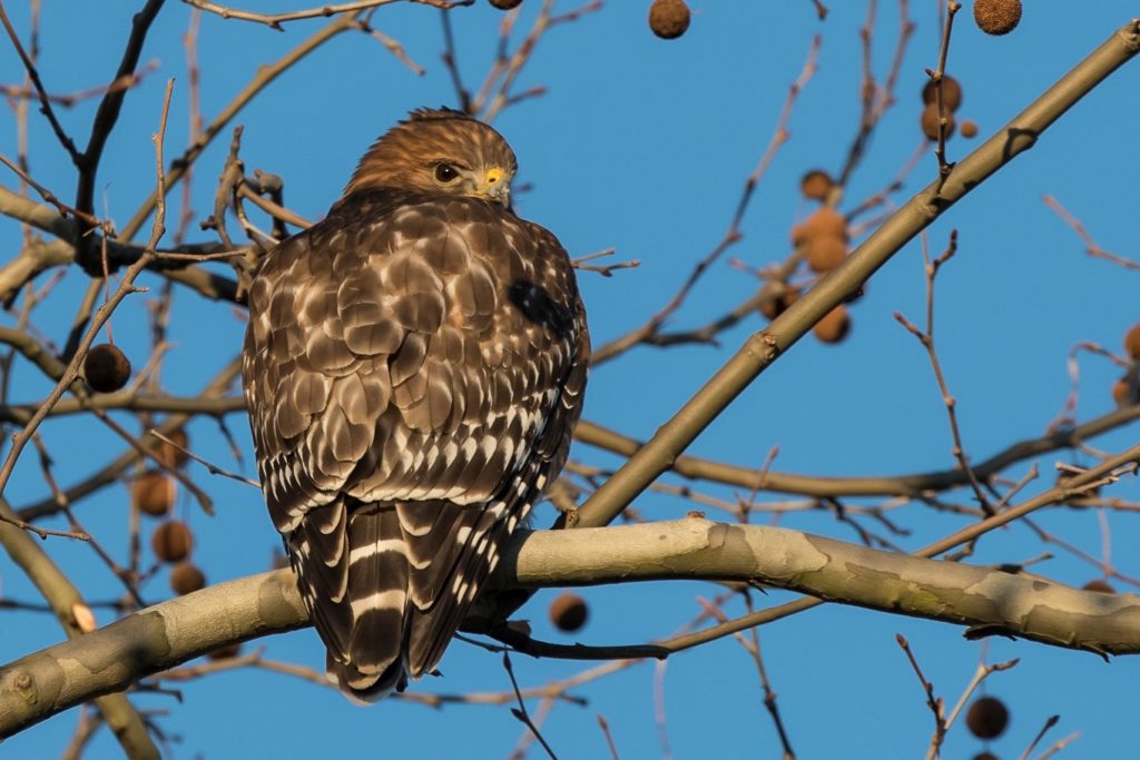 April - Red-Shouldered Hawk in Sycamore Tree_ Dotty Holcomb Doherty