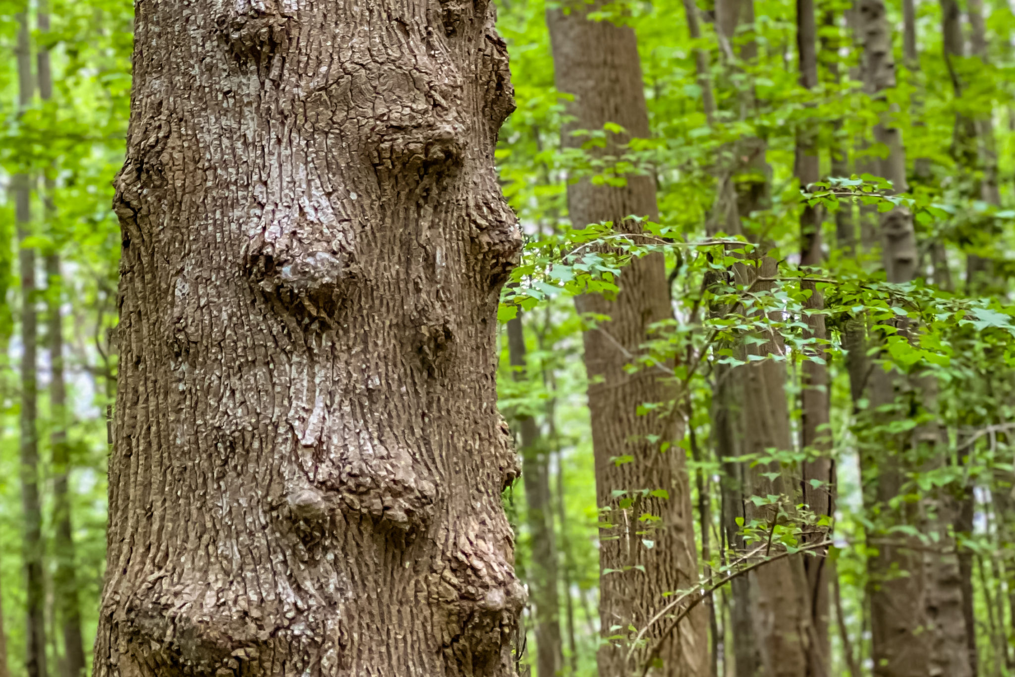 JUNE Bumpy Trunk by Francine Rattner | Friends of Quiet Waters Park