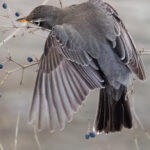 Winter Forager by Bill Reichhardt February Photo Contest Winner