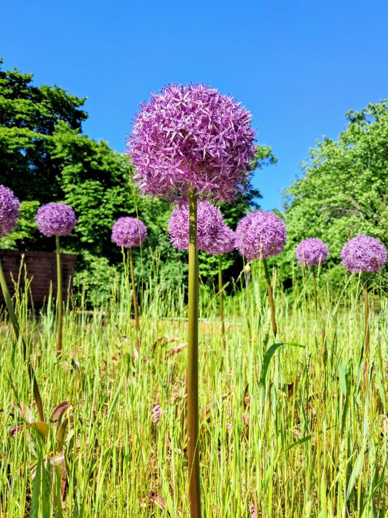 Purple Alliums Front Gate - Joshua Harriman