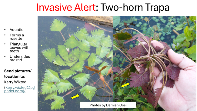 Invasive Alert Two horn trapa 2